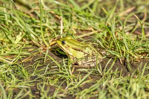 Close-Up Side Profile of a Green Frog in Grass Stock Photos