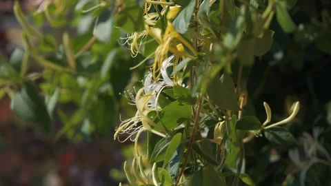 Close-up side profile of honeysuckle flowers (Lonicera japonica) in summer garde Stock-Footage 324965467