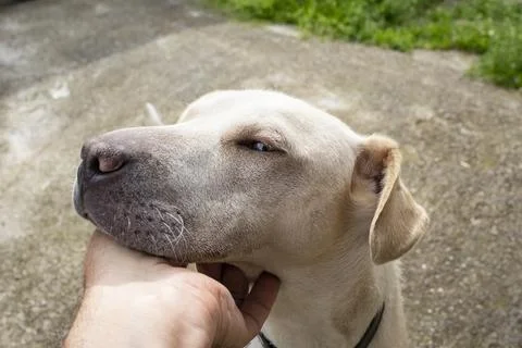 Close-up side profile of a light tan dog squinting its eyes with pleasure w.. 写真素材