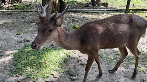 Close up side profile of a male deer with small antlers chewing green grass Stock Footage 333604962