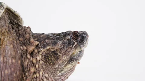 Close up side profile of monstrous snapping turtle on white Stock Footage 256736872