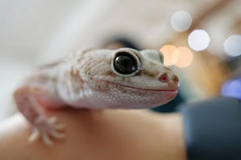 Close Up Side Profile of Pet Gecko Head with Bokeh Background 스톡 사진