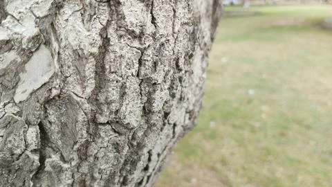 Close up side profile rough textured bark thick leaning tree trunk park 写真素材