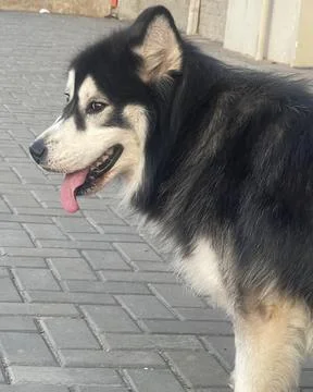Close Up Side Profile of Siberian Husky Dog Fotos de archivo