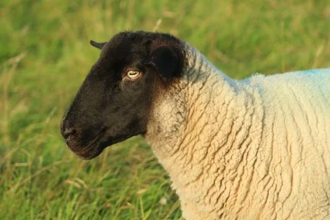 Close up side profile of suffolk breed ewe sheep Stock Photos