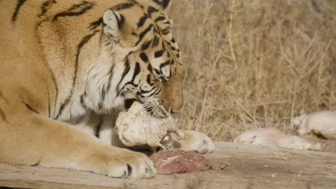 Close up side profile tiger eating meat Stock Footage 266157358