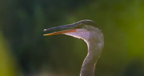 Close up Side profile view of Great blue Heron bird Stock Footage 283855214
