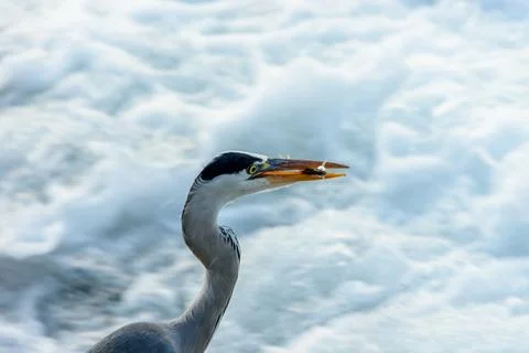 A close-up side-profile view of a large grey heron with a fish in its beak .. Stock Photos