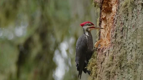 Close up side profile view of Male Pileated Woodpecker chipping tree wood Stock Footage 244193778