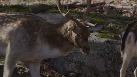Close up side profile white tailed buck deer Stock Footage 293632959