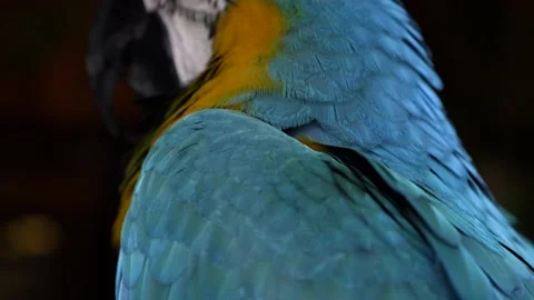 Close up side rear view down back feather details on parrot perched. Stock Footage 138704104