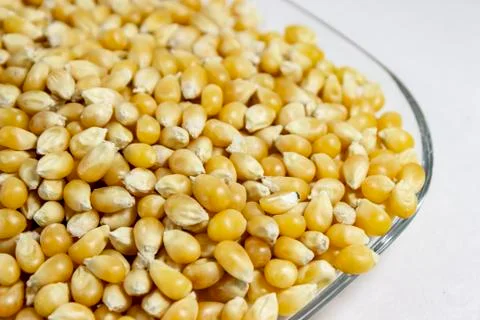 Close-up side shoot of corn seeds in the transparent reflective cup Stock Photos