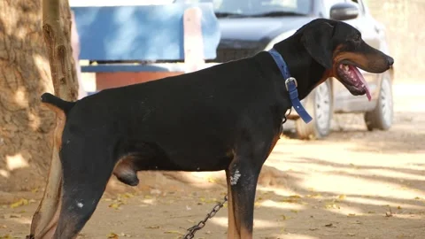 Close side shot of black rottweiler standing, Standing rottweiler shot 動画素材 150714508