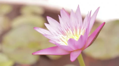 Close-Up Side Shot Flower Isolated Soft Focus Stock Footage 42801178