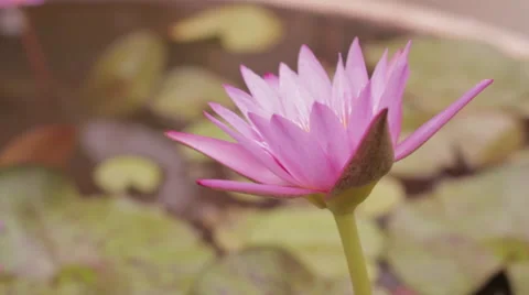 Close-Up Side Shot Flower Isolated Stock Footage 42801686