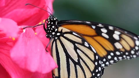 Close side shot of an orange Monarch Butterfly on a pink flower Stock Footage 219631294