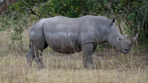 Close Up Side View Of An Adult White Rhino In An African Nature Reservation Video stock 106989095