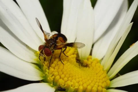 Close-up side view and front fluffy brown spotted Caucasian flower fly  Stock Photos