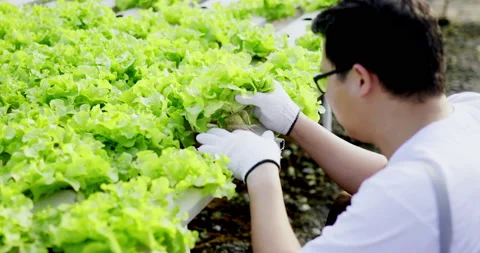 Close up, Side view Asian young man picked up and examined  Stock-Footage 172051602