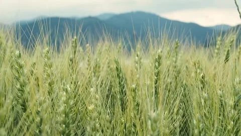 Close-up side view of barley with mountains in the background – slow motion Stock Footage 312148312