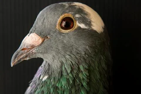 Close up side view beautiful head shot of speed racing pigeon bird in home lo Stock-Fotos