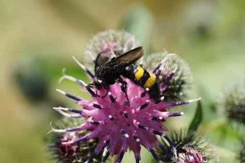 Close-up side view of black and yellow earthy Caucasian wasp Scolia hirta  库存照片