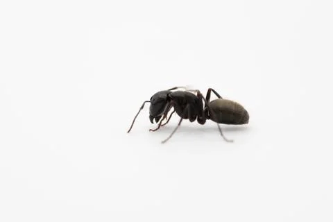 Close up side view of a black ant on white Stock Photos