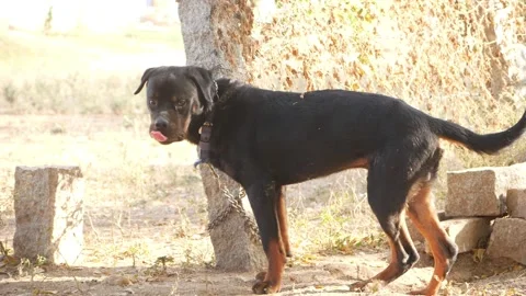 Close side view of black Rottweiler tied to pillar Stock Footage 150714344