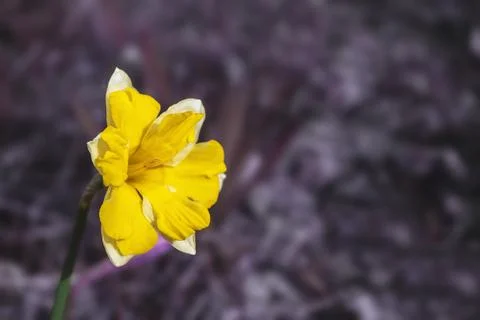 Close side view of bright yellow narcissus flower with violet background and  Stock Photos