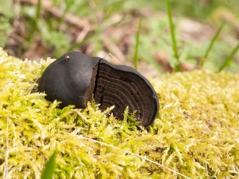 Close up side view of broken burnt alfred's cake mushroom fungi moss Stock Photos