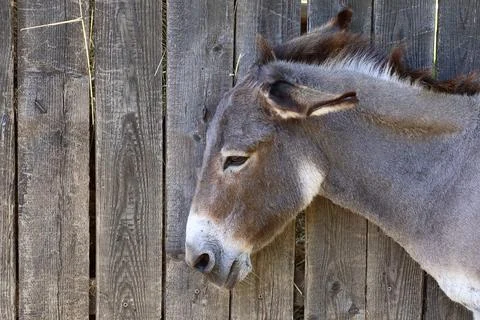 A close-up side view of a brown donkey Fotos de archivo