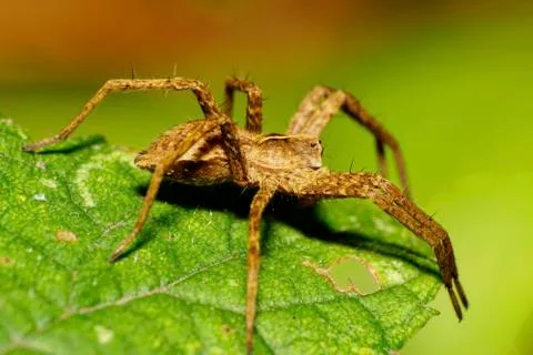 Close-up side view of a brown Solpuga leaping spider with hairy legs dangling Stock Photos
