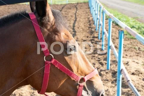 Close-up side view of a brown stallion's head in a muzzle looking to ...