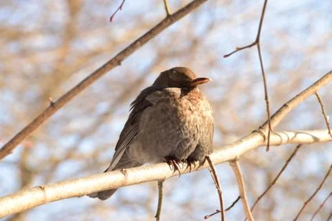Close-up side view of brown thrush Turdus merula on branch Stock Photos