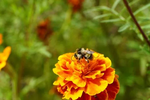 Close-up side view of a bumblebee with long legs on orange flower Tagetes Stock Photos