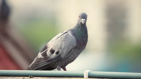 Close up side view of calmly sitting grey pigeon on an apartment's terrace wall. Stock Footage 133051626