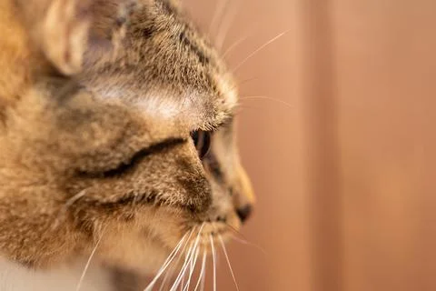 A close up side view of the cat's head which is looking straight ahead. Kocica Foto stock