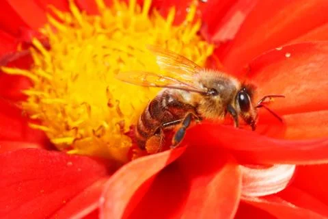 Close-up side view of Caucasian bee Apis mellifera collecting nectar  Foto stock