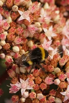 Close-up side view of Caucasian of a bumblebee with wings and legs 写真素材