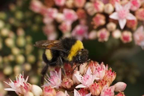 Close-up side view of Caucasian of a bumblebee in a white and pink sedum 写真素材