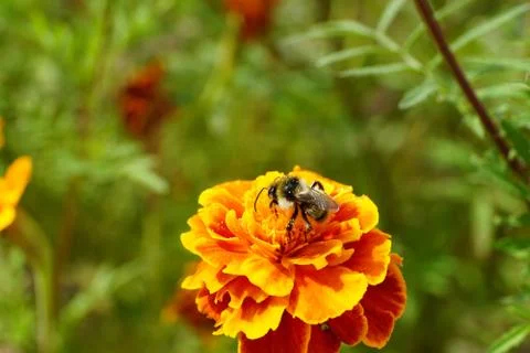 Close-up side view of Caucasian Bumblebee tri-color with long legs 写真素材