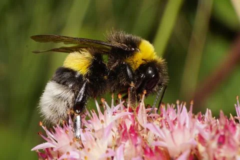 Close-up side view of Caucasian Bumblebee on stonecrop Stock Photos