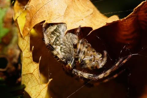 Close-up side view of Caucasian fluffy striped spider Araneus Stock Photos