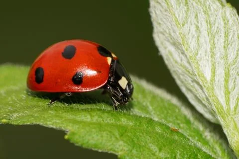 Close-up side view of Caucasian red ladybird in a green white dead-nettle 스톡 사진