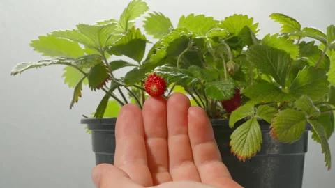 Close side view of child exploring garden strawberries at home Stock Footage 305600592