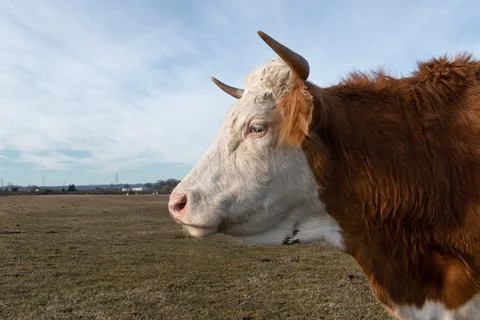 Close up side view of cows head outdoors in pasture Stock Photos