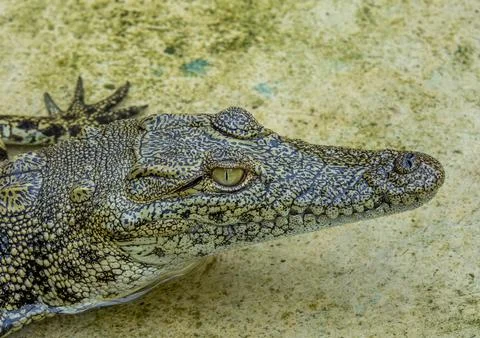 Close-up side view of a crocodile's head with its eye and teeth in focus, B.. Stock Photos