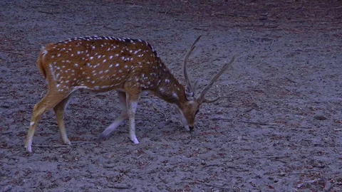 Close up side view of deer grazing on the meadow. 库存影片 99721861