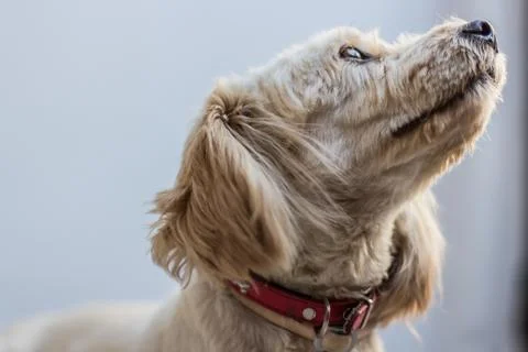 Close up of the side view of a dog looking up. Stock Photos