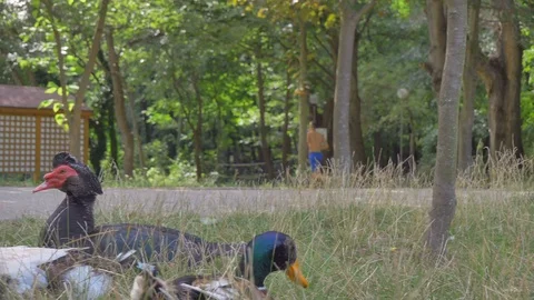 Close up side view of duck on green grass. Animal in park, Stock-Footage 112412938